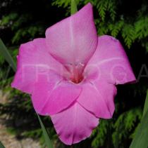 Gladiolus x gandavensis hort. - Flower - Click to enlarge!